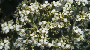 Strandkål i blomst, nærFoto- Lars Norman, Zebra Media